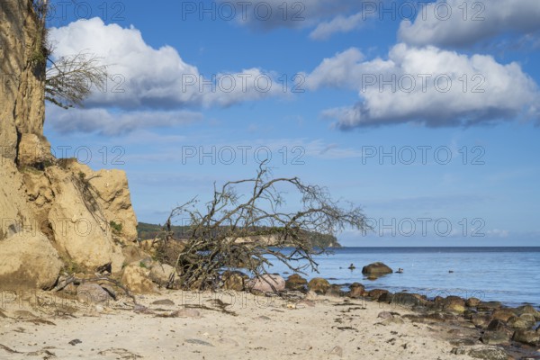 Demolition on cliffs, fallen tree, boulders, autumn, Lobbe, Mönchgut peninsula, Rügen, island, Baltic Sea, Mecklenburg-Western Pomerania, Germany