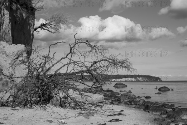 Demolition on cliffs, fallen tree, boulders, black and white, Lobbe, Mönchgut peninsula, Rügen, island, Baltic Sea, Mecklenburg-Western Pomerania, Germany