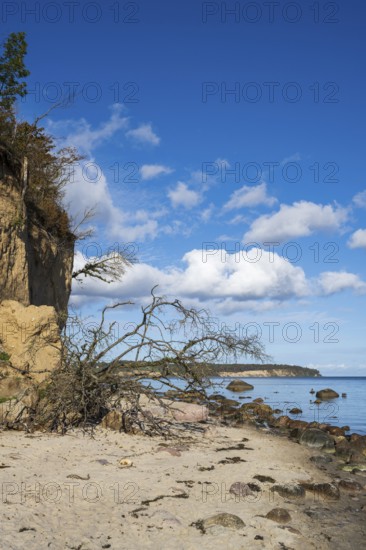Demolition on cliffs, fallen tree, boulders, autumn, Lobbe, Mönchgut peninsula, Rügen, island, Baltic Sea, Mecklenburg-Western Pomerania, Germany
