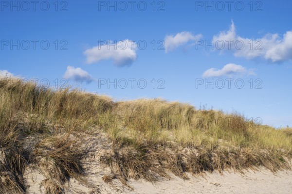 White clouds over the dunes with oats, Mönchgut, Rügen, island, Baltic Sea, Mecklenburg-Western Pomerania, Germany