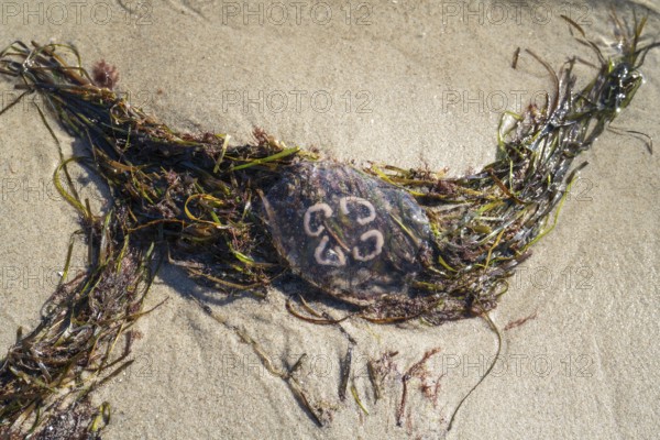 Jellyfish and seaweed on the beach, Rügen, island, Baltic Sea, Mecklenburg-Western Pomerania, Germany