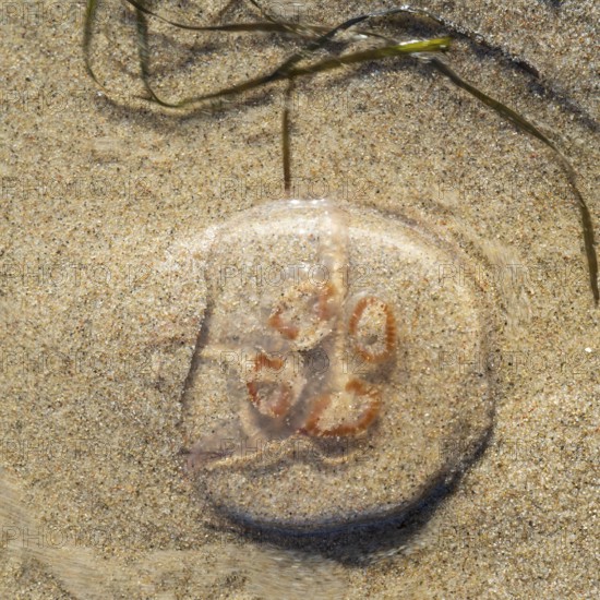 Jellyfish washed by water on the beach, Rügen, island, Baltic Sea, Mecklenburg-Western Pomerania, Germany