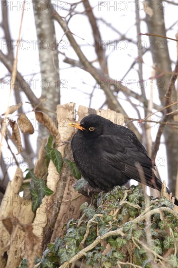Blackbird in a garden in winter, Germany