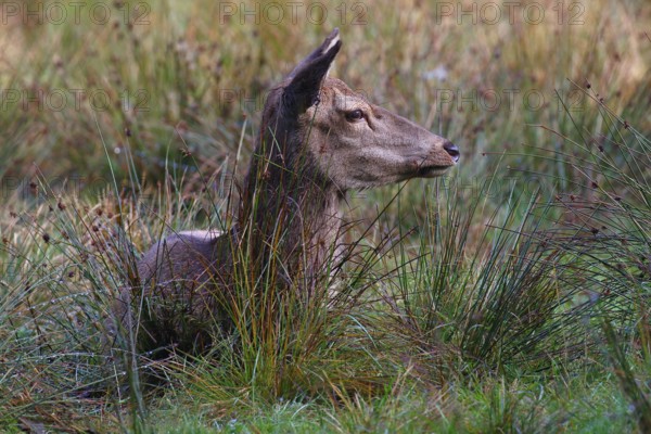 Red deer, Red deer, Red hind (Cervus elaopus) attentive looking female resting in a meadow in autumn, Schleswig-Holstein, Germany