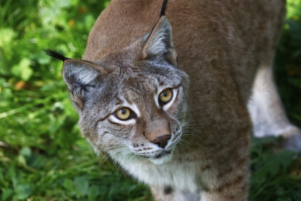 Eurasian lynx, northern lynx (Lynx lynx) looking attentively upwards, captive, Lower Saxony, Germany