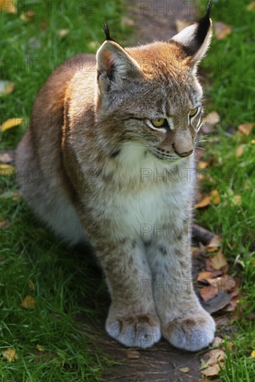 Eurasian lynx, young northern lynx (Lynx lynx), captive, Lower Saxony, Germany