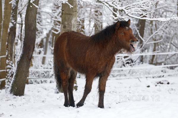 Neighing young Icelandic horse (Equus islandicus) standing on a meadow covered with snow in winter, Schleswig-Holstein, Germany
