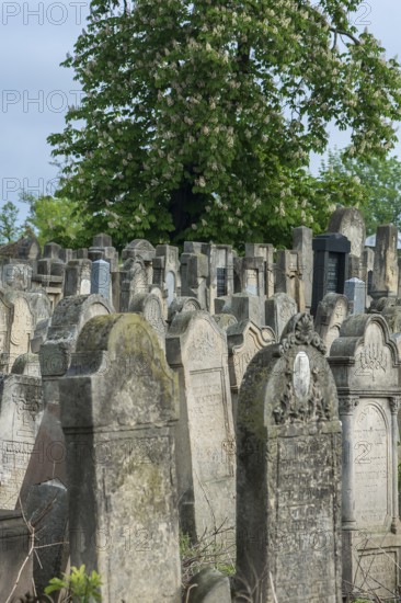 Gravestones at the Jewish cemetery, since 1866, flowering horse chestnut (Aesculus hippocastanum), Czernowicz, Bukovina, Ukraine