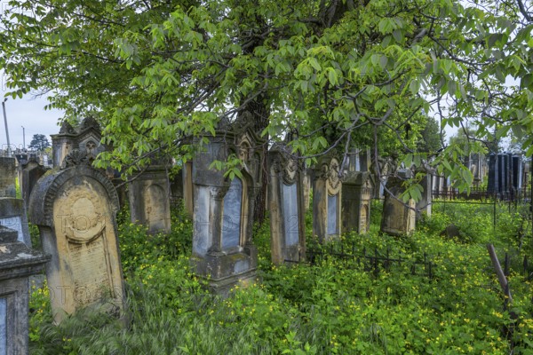 Old tombstones at the Jewish Cemetery, Czernowicz, Bukovina, Ukraine