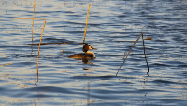 Great Crested Grebe (Podiceps Scalloped ribbonfish) swimming alone between individual stalks of reeds (Phragmites australis), reeds in blue and golden shimmering water, colourful plumage, colourful feathers on the face, late sunlight at sunset, calm water with small waves, relaxed scenery, gentle light reflections on the water surface, harmonious scene, peaceful atmosphere, nature observation near Mardorf in summer, inland lake, lake, Steinhuder Meer nature park Park, Lower Saxony, Germany