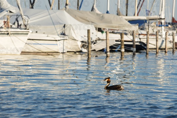 Great Crested Grebe (Podiceps Scalloped ribbonfish) swimming in calm water, marina with anchored boats, sailing boats, sailing yachts in the background, wavy water surface, feather cap visible, colourful plumage, colourful feathers on the face, long, sharp beak, late sunlight, relaxed scenery, warm light on harbour yachts, harmonious scene, peaceful atmosphere, nature observation near Mardorf in summer, inland lake, lake, Steinhuder Meer nature park Park, Lower Saxony, Germany