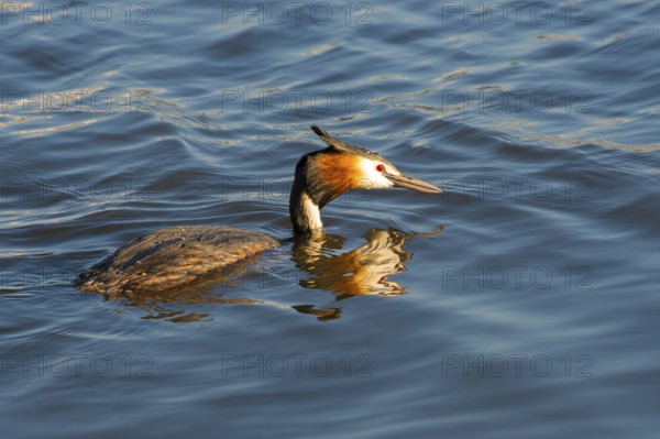 Great Crested Grebe (Podiceps Scalloped ribbonfish) swimming alone, with clear reflection in blue and golden shimmering water, feather cap visible, red eye, colourful plumage, coloured feathers on face, late sunlight at sunset, deep draft, calm water with small waves, relaxed scenery, gentle light reflections on the water surface, harmonious scene, peaceful atmosphere, nature observation near Mardorf in summer, inland lake, lake, Steinhuder Meer nature park Park, Lower Saxony, Germany