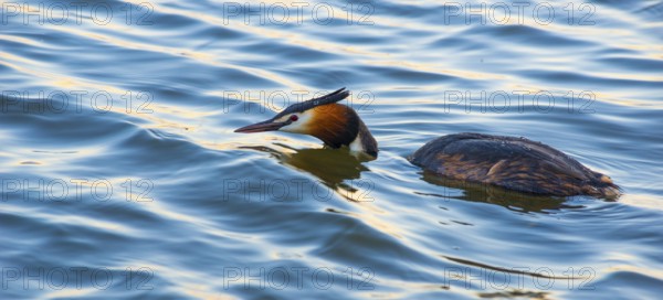 Great Crested Grebe (Podiceps Scalloped ribbonfish) swimming half submerged in blue and golden shimmering water, feather cap visible, colourful plumage, colourful feathers on face, long sharp beak, late sunlight at sunset, deep draft, calm water with small waves, relaxed scenery, gentle light reflections on the water surface, harmonious scene, peaceful atmosphere, nature observation near Mardorf in summer, inland lake, lake, Steinhuder Meer nature park Park, Lower Saxony, Germany lake