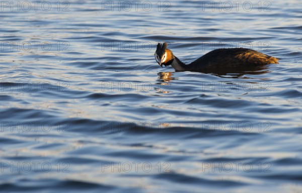 Great Crested Grebe (Podiceps Scalloped ribbonfish) swimming alone with lowered head in blue and golden shimmering water, looking directly into the camera, feather cap visible, red eye, colourful plumage, coloured feathers on the face, late sunlight at sunset, small waves, calm, relaxed scenery, gentle light reflections on the water surface, harmonious scene, peaceful atmosphere, nature observation near Mardorf in summer, inland lake, lake, Steinhuder Meer nature park Park, Lower Saxony, Germany