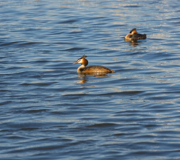 Two great crested grebes (Podiceps Scalloped ribbonfish) swimming side by side in blue and golden shimmering water, pair, male, female, one sleeping, feather cap visible, colourful plumage, coloured feathers, face, late sunlight at sunset, calm water with small waves, relaxed scenery, gentle light reflections on the water surface, harmonious scene, peaceful atmosphere, nature observation near Mardorf in summer, inland lake, lake, Steinhuder Meer nature park Park, Lower Saxony, Germany