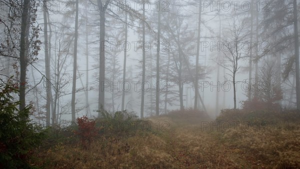 A trail runs through a foggy forest, surrounded by tall, bare trees, Thuringian Forest nature park Park