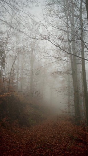 A foggy forest trail with thick trees and an autumnal atmosphere, Thuringian Forest nature park Park