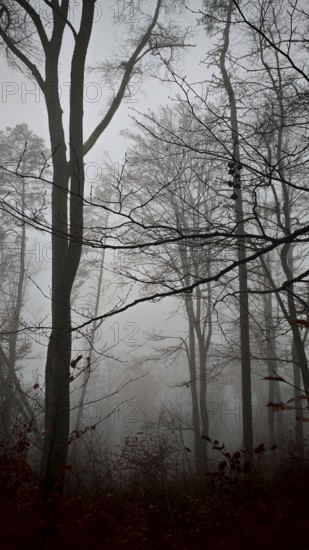 Dark silhouettes of trees in the foggy forest create a mysterious atmosphere, Thuringian Forest nature park Park