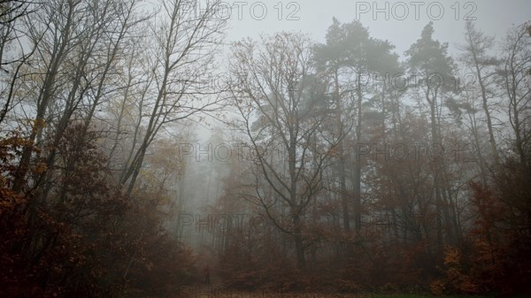 Clouds of fog sweep through the autumnal forest and create a quiet atmosphere, Thuringian Forest nature park Park