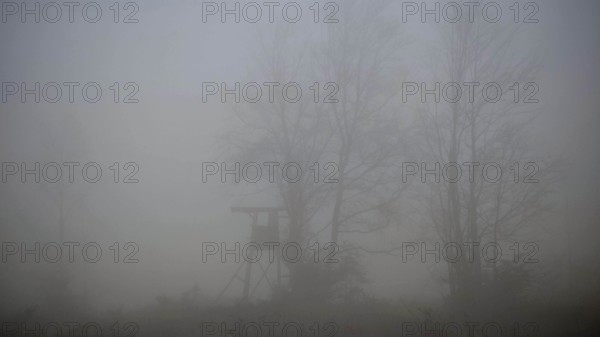 A high chair in a foggy forest, quiet and dull atmosphere, Thuringian Forest nature park Park