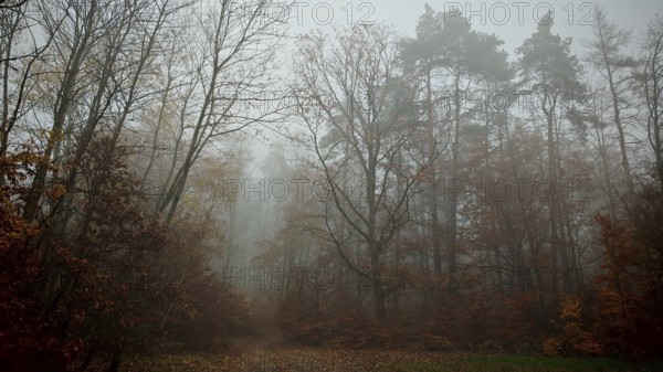 Thick fog in the forest creates a mysterious autumn atmosphere with colorful leaves, Thuringian Forest nature park Park