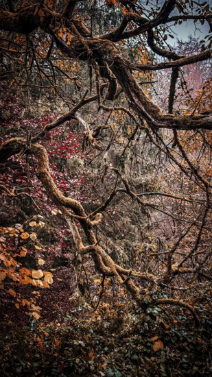 Branched branches with mossy and autumn-colored leaves create a mystical atmosphere, Thuringian Forest nature park Park