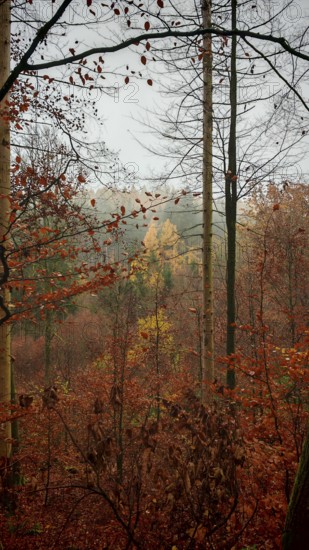 View through autumnal forest with mostly red and orange leaves, Thuringian Forest nature park Park