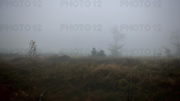 A foggy meadow landscape with scattered trees and a mystical atmosphere, Thuringian Forest nature park Park