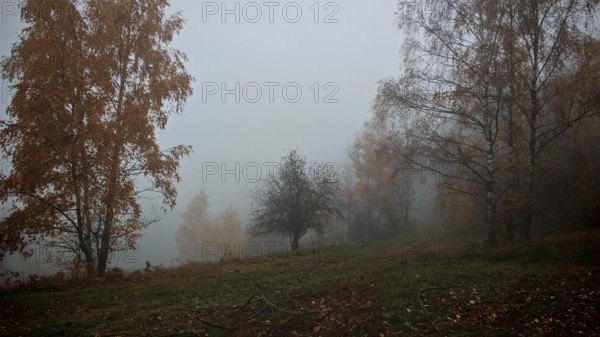 Foggy autumn landscape with scattered trees and a meadow in the foreground, Thuringian Forest nature park Park