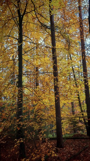 Bright yellow foliage gives the forest, beech (fagus), a golden autumnal energy, Franconian Forest nature park Park