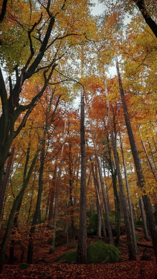 Towering trees in an autumn forest, vivid colors create a magical atmosphere, Franconian Forest nature park Park