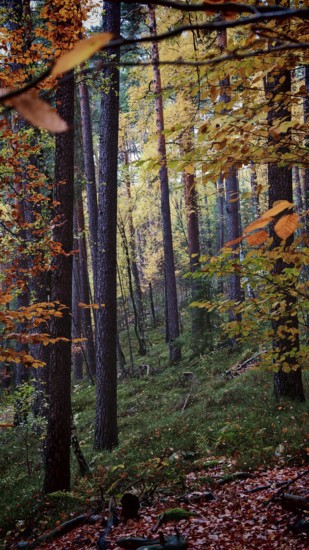 Autumn forest with bright leaves, quiet scene full of natural beauty, Franconian Forest nature park Park