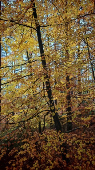 Bright golden foliage in a dense autumn forest, Franconian Forest nature park Park