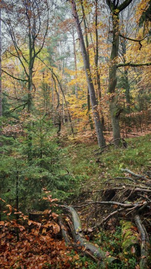 Autumn forest with lush foliage and trees in soft light, Franconian Forest nature park Park