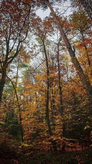 Trees in autumn dress, bright leaves create a warm, inviting atmosphere, Franconian Forest nature park Park