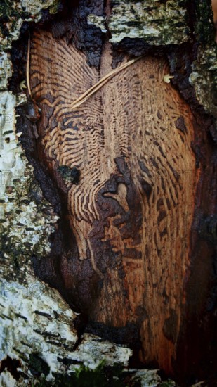 Close-up view of tree bark with fascinating textured wood surface, Franconian Forest nature park Park