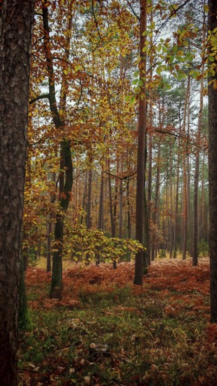 A quiet autumn forest with tall pine trees and colorful leaves on the ground, Franconian Forest nature park Park