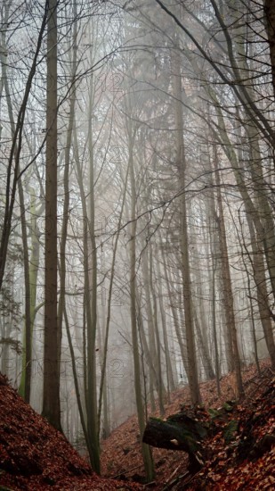 Tall trees in a foggy forest with fallen leaves on the ground, quiet atmosphere, Thuringian Forest nature park Park