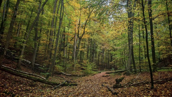 A quiet forest trail, covered by colorful leaves, snakes through the autumn forest, Hainich National Park