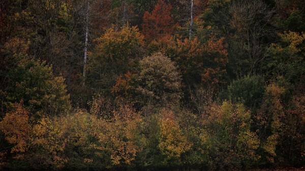 Different autumn colors in a dense group of trees with red and brown leaves, Hainich National Park