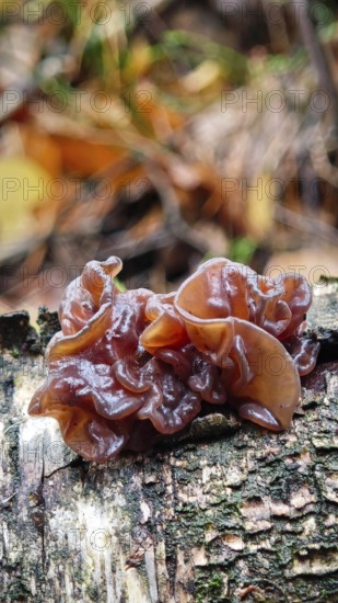 A brown mushroom, Leafy Brain (phaeotremella foliacea), growing on a moss-covered tree trunk in autumn forest, Franconian nature park Park
