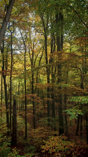 Dense forest in autumn, low sun illuminates the colorful leaves, Hainich National Park