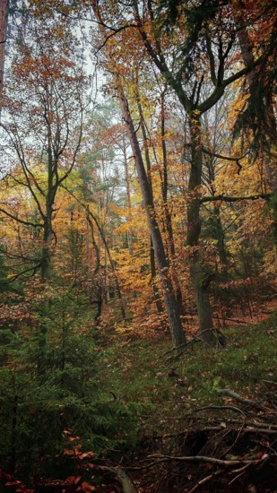 Dense forest in autumn with colorful foliage and a quiet, calming atmosphere, Franconian Forest nature park Park