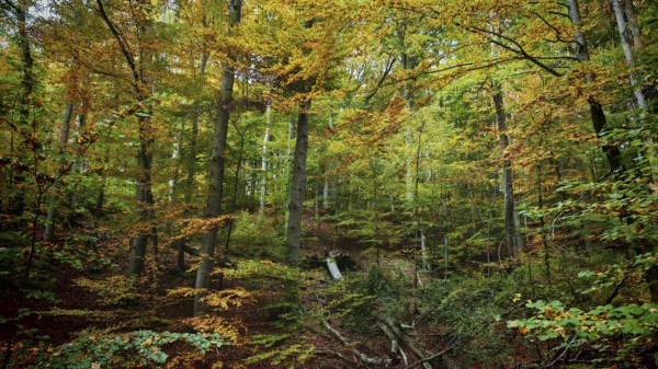 Autumn forest with tall trees, brightly coloured foliage and a peaceful atmosphere, Hainich National Park