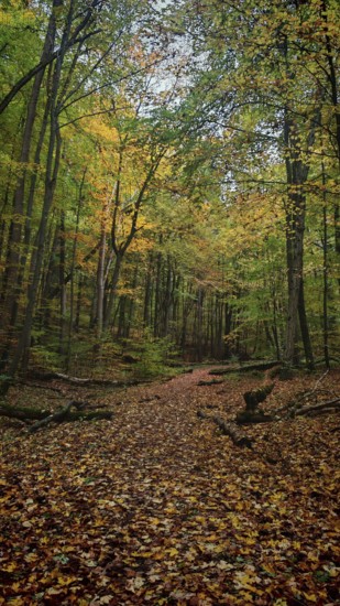 A trail covered with colorful autumn leaves leads through a quiet forest, Hainich National Park