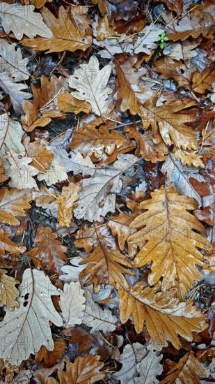 A carpet of dry, brown-orange leaves covers the forest floor, Frankenwald nature park Park