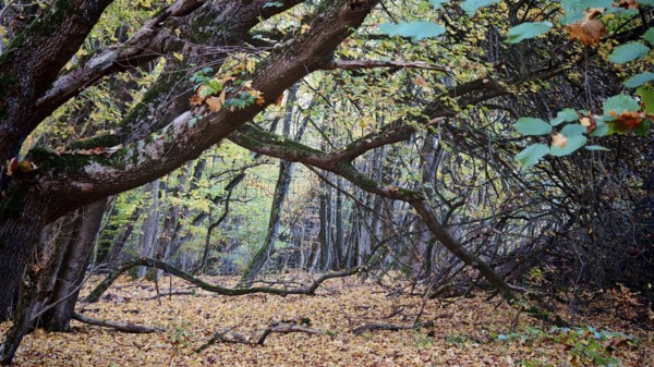 Enchanted forest with curved branches and autumn leaves, Hainich National Park