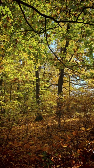 Forest scene with autumn foliage colors and light and shadow effects, Hainich National Park