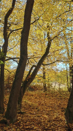 Yellow autumn leaves in the forest with light shining through the trees, Hainich National Park
