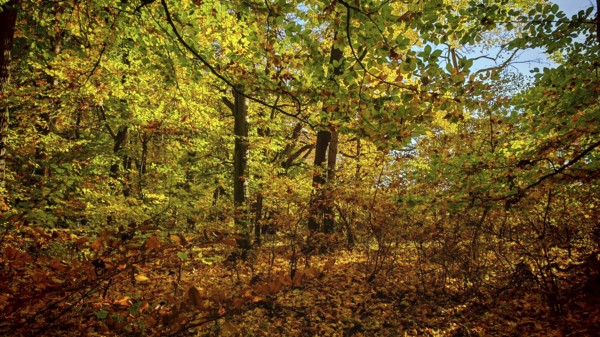 Autumn forest in bright shades of yellow and brown under blue sky, Hainich National Park
